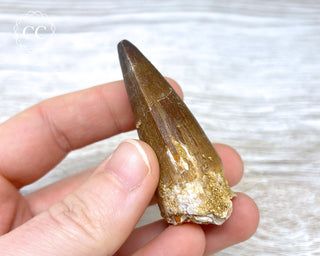Mosasaur Tooth #9
