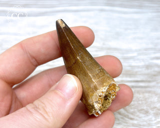 Mosasaur Tooth #9