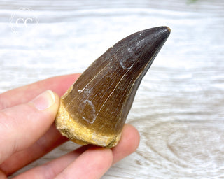 Mosasaur Tooth #1