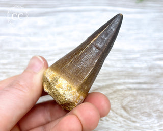 Mosasaur Tooth #1