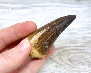 Mosasaur Tooth #1
