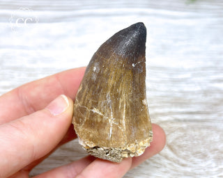 Mosasaur Tooth #3