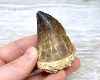 Mosasaur Tooth #3