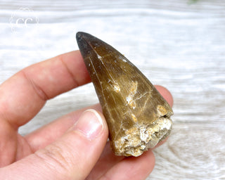 Mosasaur Tooth #3