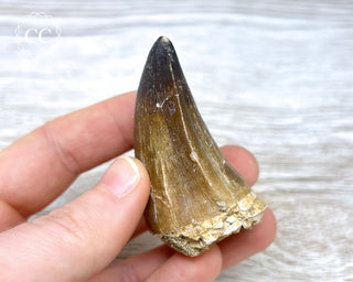 Mosasaur Tooth #3