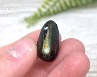 Nuummite Pebble #3