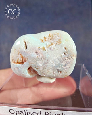 A rare Opalised Bivalve shell is from Lightning Ridge, New South Wales on a clear display box