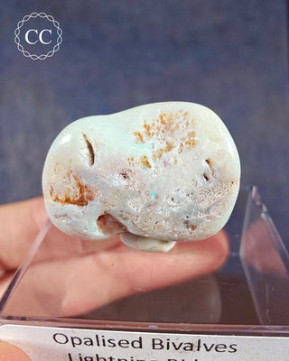 Opalised Bivalve Shell - Lightning Ridge #4