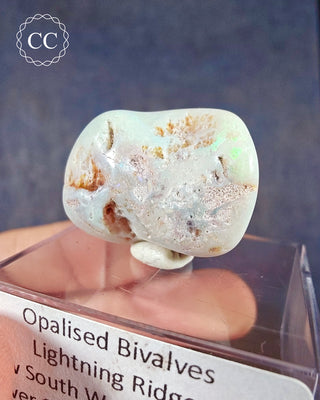 Opalised Bivalve Shell - Lightning Ridge #4
