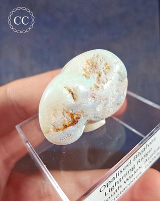 Opalised Bivalve Shell - Lightning Ridge #4