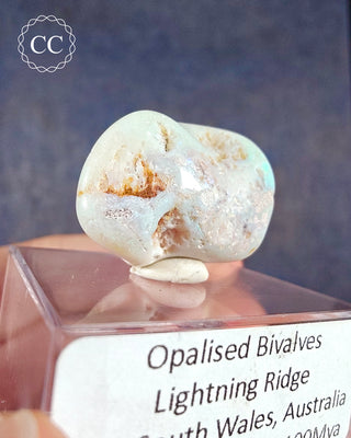 Opalised Bivalve Shell - Lightning Ridge #4