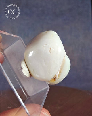 Opalised Bivalve Shell - Lightning Ridge #4
