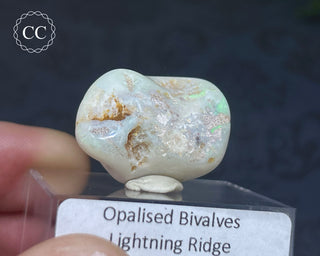 Opalised Bivalve Shell - Lightning Ridge #4