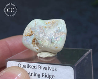 Opalised Bivalve Shell - Lightning Ridge #4