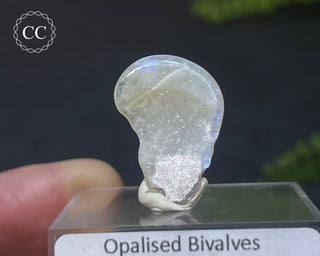 Opalised Bivalve Shell - Lightning Ridge #8