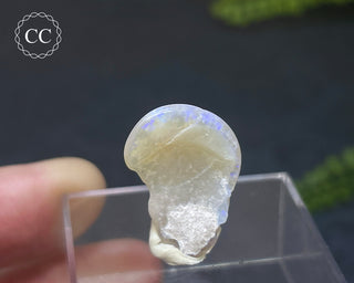 Opalised Bivalve Shell - Lightning Ridge #8