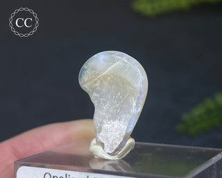Opalised Bivalve Shell - Lightning Ridge #8