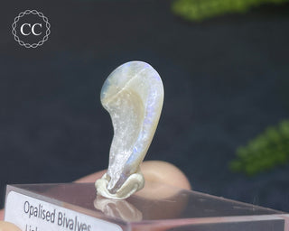 Opalised Bivalve Shell - Lightning Ridge #8