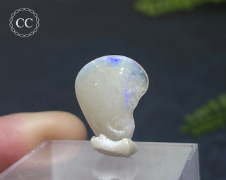 Opalised Bivalve Shell - Lightning Ridge #8