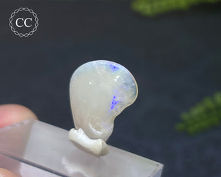 Opalised Bivalve Shell - Lightning Ridge #8
