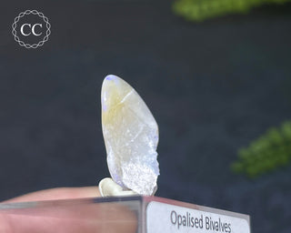 Opalised Bivalve Shell - Lightning Ridge #8