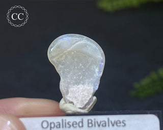 Opalised Bivalve Shell - Lightning Ridge #8