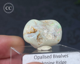 Opalised Bivalve Shell - Lightning Ridge #4