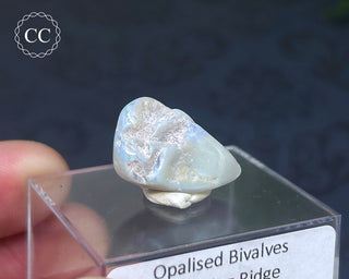Opalised Bivalve Shell - Lightning Ridge #6