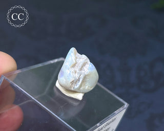 Opalised Bivalve Shell - Lightning Ridge #6