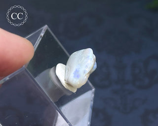 Opalised Bivalve Shell - Lightning Ridge #6