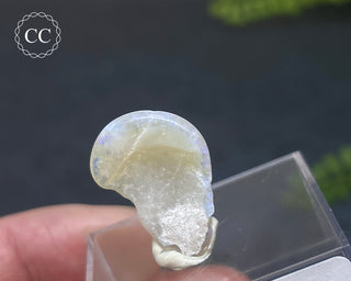 Opalised Bivalve Shell - Lightning Ridge #8