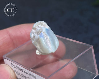 Opalised Bivalve Shell - Lightning Ridge #6