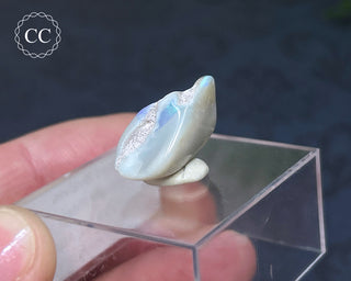 Opalised Bivalve Shell - Lightning Ridge #6