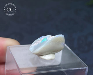 Opalised Bivalve Shell - Lightning Ridge #6