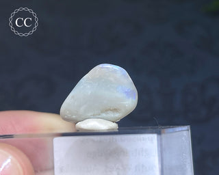 Opalised Bivalve Shell - Lightning Ridge #6