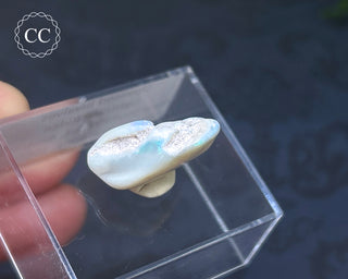 Opalised Bivalve Shell - Lightning Ridge #6