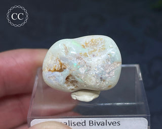 Opalised Bivalve Shell - Lightning Ridge #4