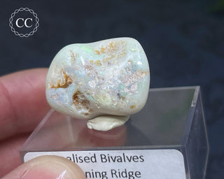 Opalised Bivalve Shell - Lightning Ridge #4
