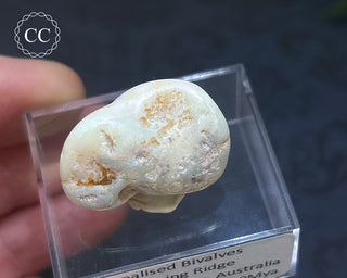 Opalised Bivalve Shell - Lightning Ridge #4