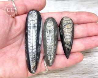 Three fossilized Orthoceras shells held in a hand against a neutral background
