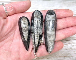 Three fossilized Orthoceras shells held in a hand against a neutral background