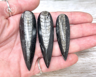 Three fossilized Orthoceras shells held in a hand against a neutral background