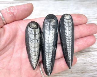 Three fossilized Orthoceras shells held in a hand against a neutral background