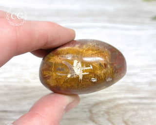 Petrified Wood Chunky Palm Stone #1