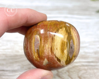 Petrified Wood Chunky Palm Stone #1