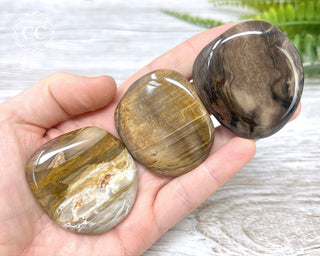 Petrified Wood Palm Stone