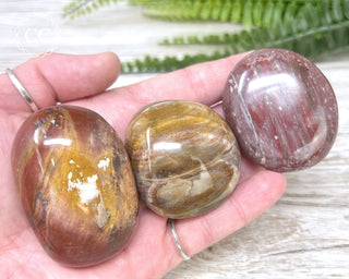 Petrified Wood Chunky Palm Stone
