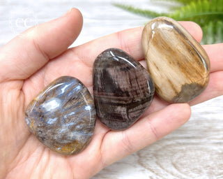 Petrified Wood Palm Stones in hand