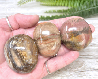 Petrified Wood Chunky Palm Stone