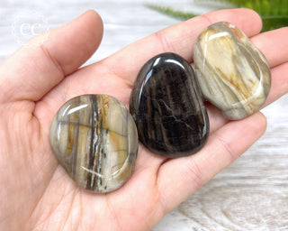 Petrified Wood Palm Stone